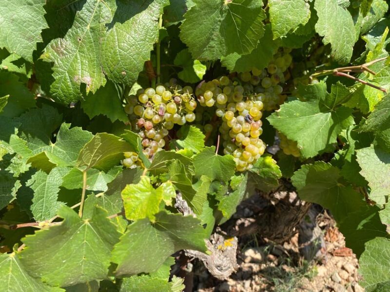 From Valencia: Utiel-Requena Wine Tour and Traditional Lunch - The Itinerary: What Makes Each Stop Special