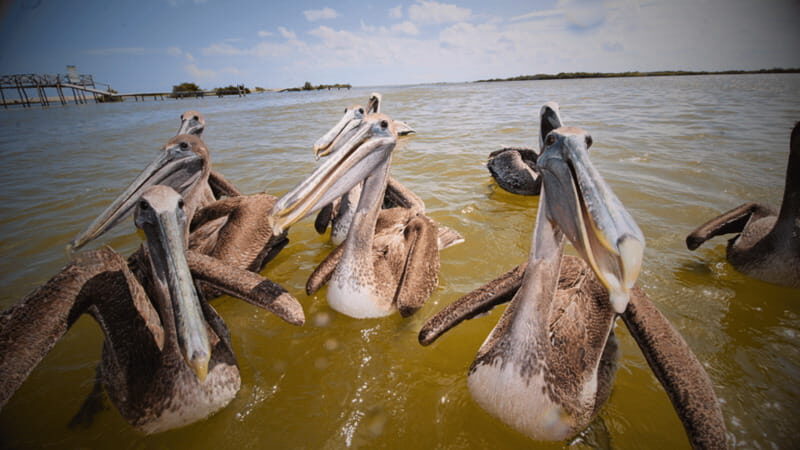 FROM VALLADOLID RIO LAGARTOS + LAS COLORADAS + CENOTE (COLECTIVO TOURISTIC) - The Itinerary and What to Expect