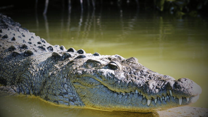 FROM VALLADOLID RIO LAGARTOS + LAS COLORADAS + CENOTE (COLECTIVO TOURISTIC) - What Travelers Say