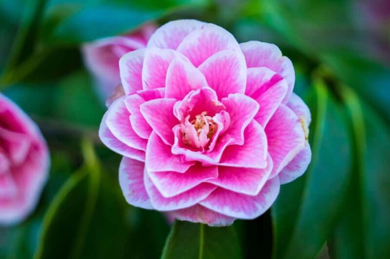 From Vancouver: Butchart Gardens & Victoria Sightseeing Tour - Who Will Love This Tour?