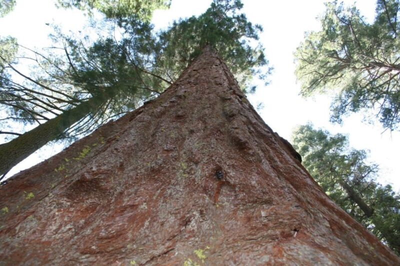 From Vegas to San Francisco: 7-Day National Park Tour - Detailed Review of the 7-Day Tour