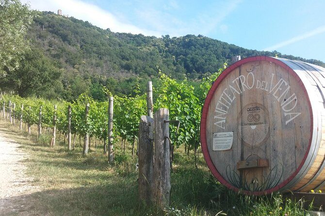 From Venice: Wine Tour in the Euganean Hills - Wine Tasting and Local Food Pairings
