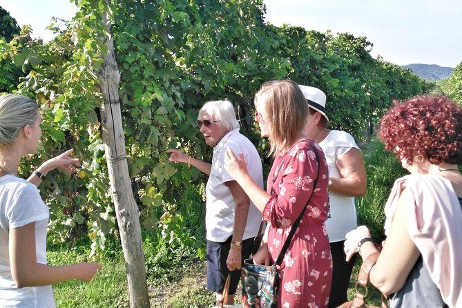 From Venice: Wine Tour in the Euganean Hills - Scenic Walks and Landscape