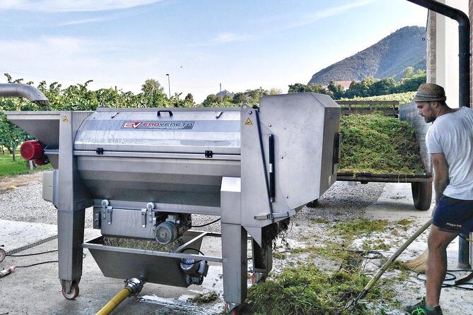 From Venice: Wine Tour in the Euganean Hills - Is It Worth the Price?