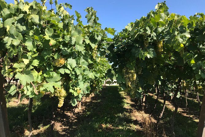 From Verona: Prosecco & Classic method sparkling wine tour, with light lunch - Final Verdict