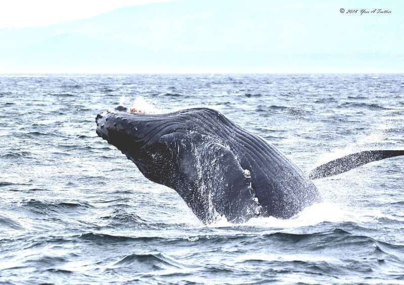 From Victoria: Whale Watching Tour by Zodiac Boat - Practical Details & Tips