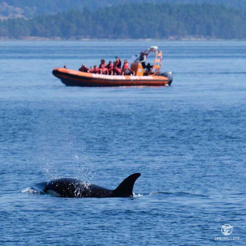 From Victoria: Whale Watching Tour by Zodiac Boat - FAQ