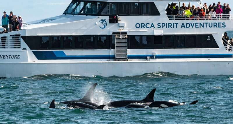 From Victoria: Whale Watching Trip on Covered Boat - Key Points