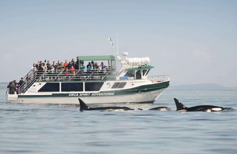 From Victoria: Whale Watching Trip on Covered Boat - The Experience: What to Expect on the Water