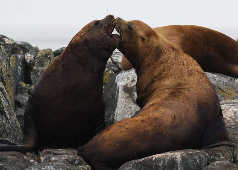 From Victoria: Whale Watching Trip on Covered Boat - FAQ