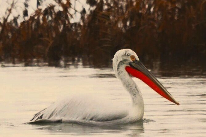 From Virpazar: Birdwatching and Photography on Skadar Lake - Key Points