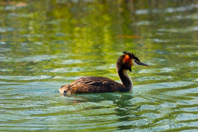 From Virpazar: Birdwatching and Photography on Skadar Lake - The Sum Up