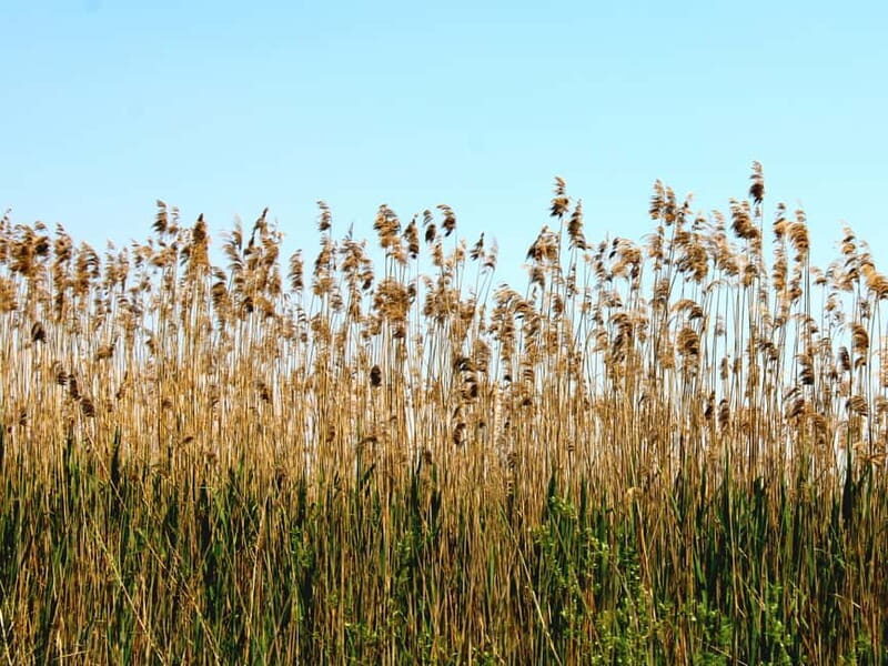 From Virpazar: Visit Karu, the hidden pearl of Lake Skadar - A Deep Dive into the Lake Skadar Boat Experience