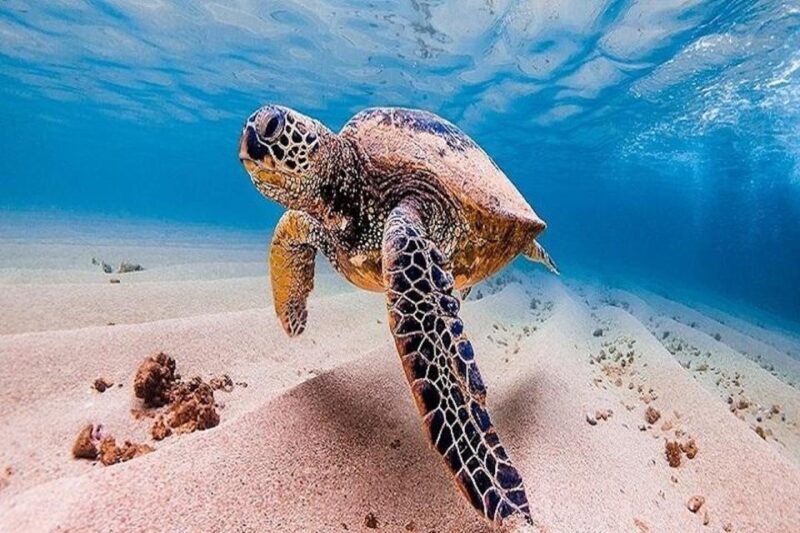 From Waikiki: Oahu Grand Circle Island Experience - Guides and the Authentic Touch
