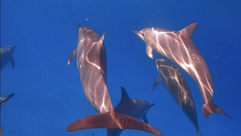 From Waikiki: Turtle Canyon Snorkeling Tour - Key Points