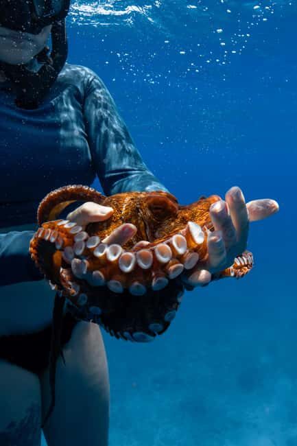 From Waikiki: Turtle Canyon Snorkeling Tour - Authentic Reviews and Insights