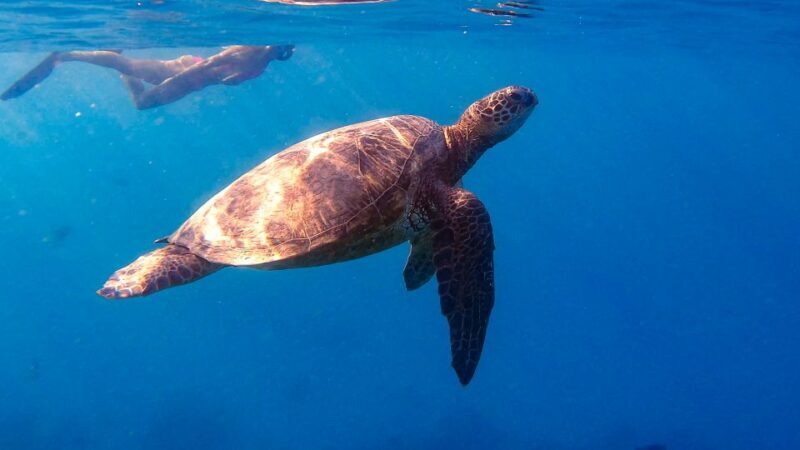 From Waikiki: Turtle Canyon Snorkeling Tour - An Honest Look at the Turtle Canyon Snorkeling Experience