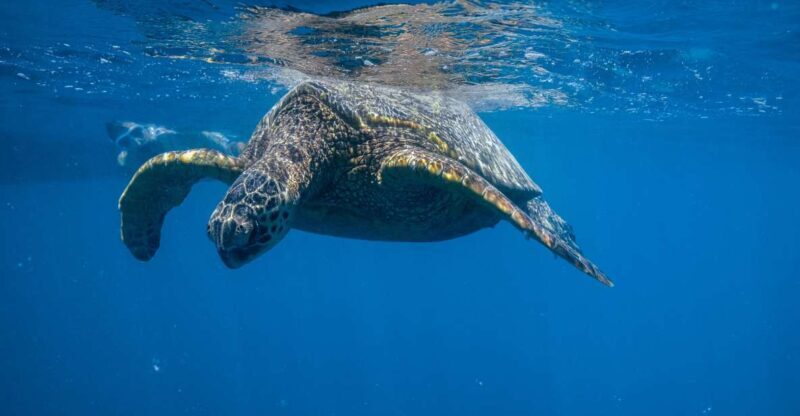 From Waikiki: Turtle Canyon Snorkeling Tour - The Itinerary Breakdown