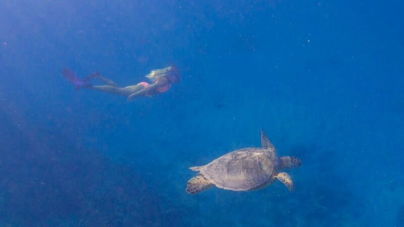 From Waikiki: Turtle Canyon Snorkeling Tour - What’s Included and What’s Not