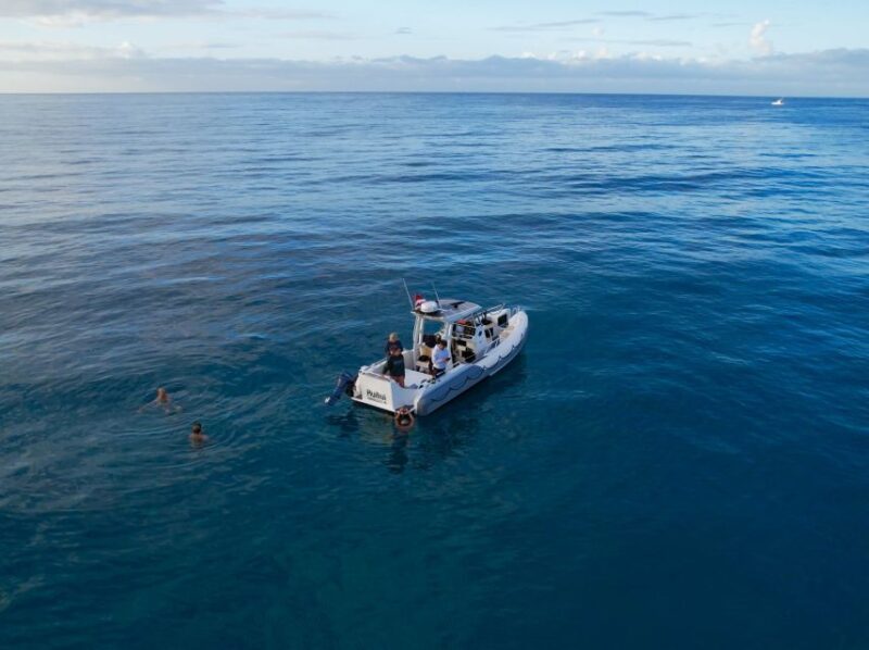 From Waikiki: Turtle Canyon Snorkeling Tour - The Experience from the Guest Perspective