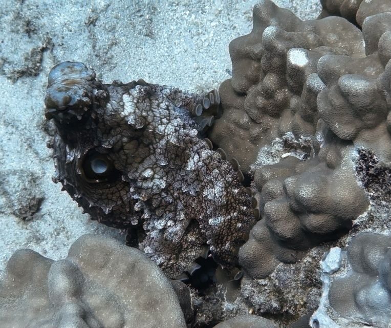 From Waikiki: Turtle Canyon Snorkeling Tour - Practical Tips for Your Trip