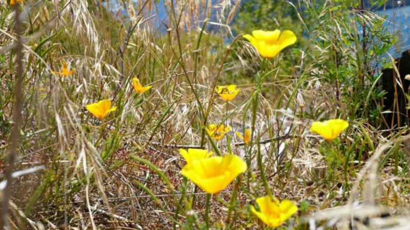 From Wanaka: Ruby Island 1-Hour Cruise and Photo Walk - The Value of This Experience