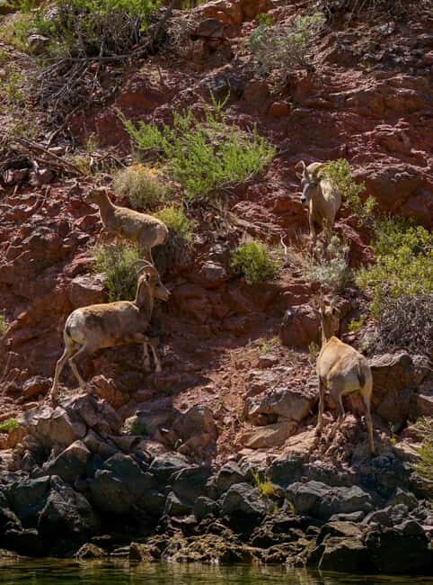 From Willow Beach: Sunset Kayak Tour to Emerald Cave - Practicalities and Value