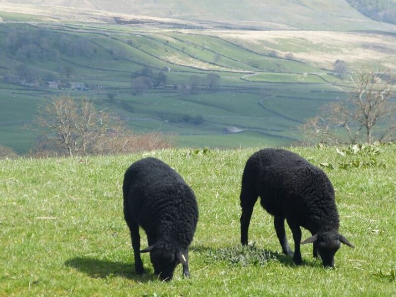 From York: Full-Day Yorkshire Dales Tour - Key Points