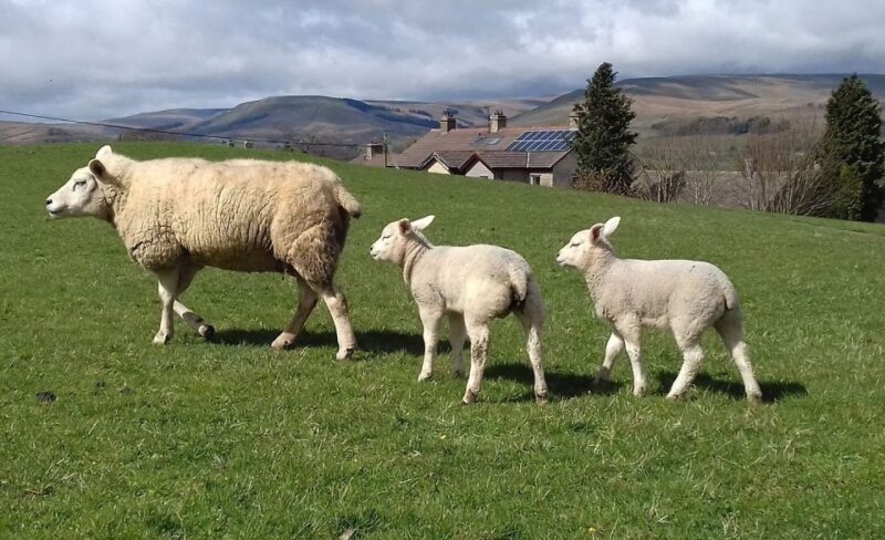 From York: Moors, Whitby, and the Yorkshire Steam Railway - An In-Depth Look at the Tour Experience