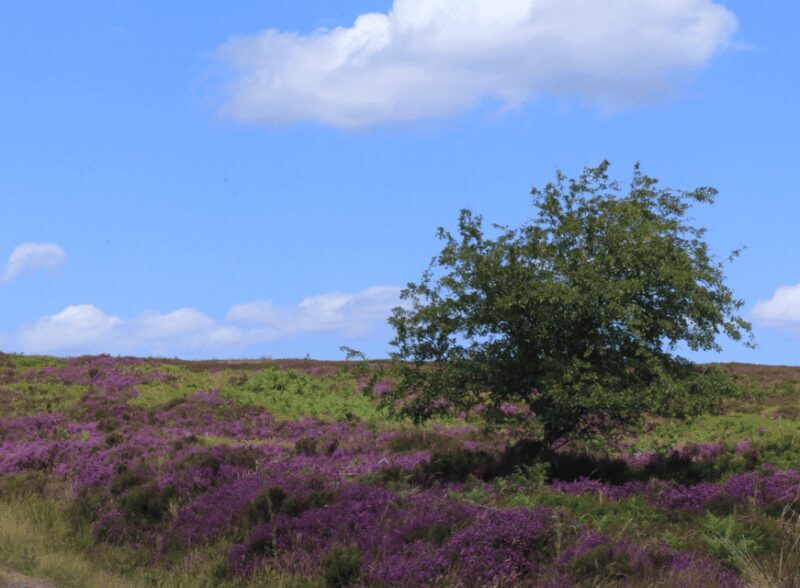 From York: North Moors and Whitby Tour - Why Choose This Tour?