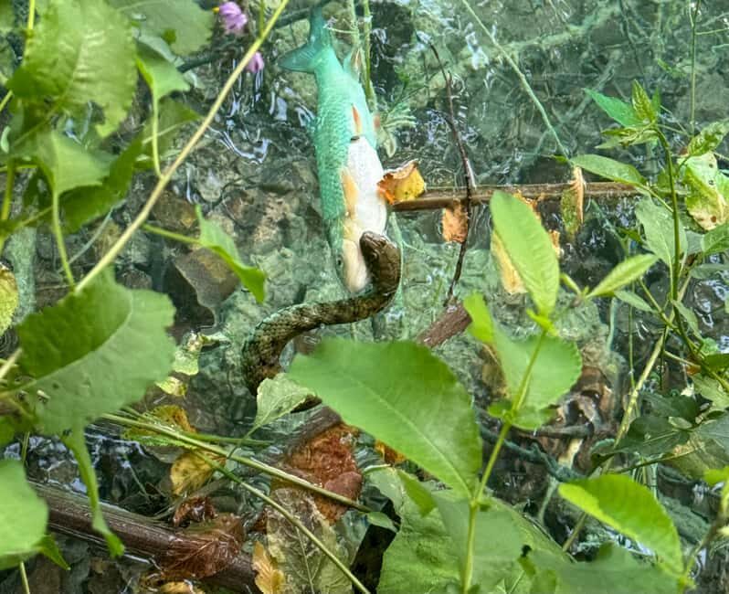 From Zadar: Plitvice Lakes Guided Tour with Boat & Train - Who Should Book This?