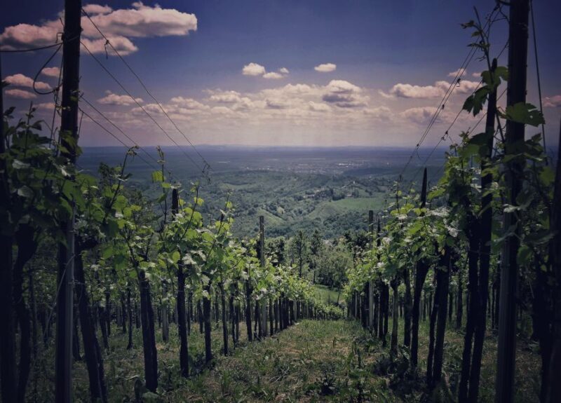 From Zagreb: Samobor & Plesivica Wine Road, Private - Who Will Love This Tour?