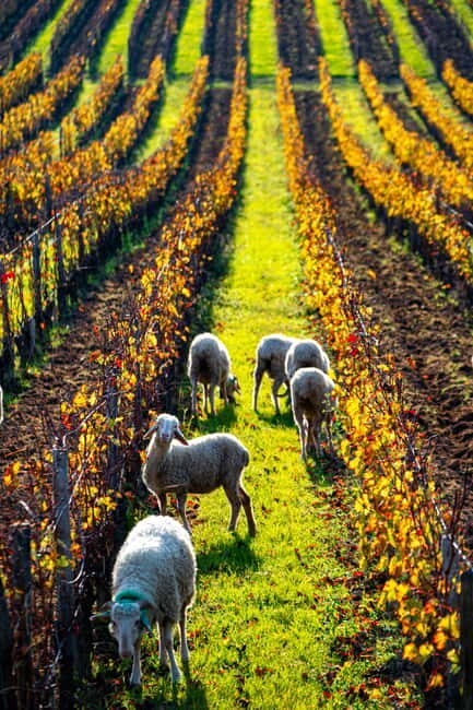 Fronsac vineyard mountain bike tour + wine tasting at La Closerie de Fronsac - The Sum Up