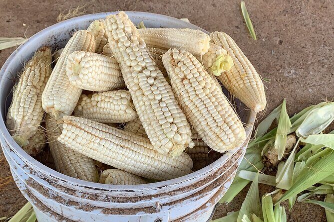 Fruit Garden and Mezcal Tasting Tour with Lunch Included - FAQ