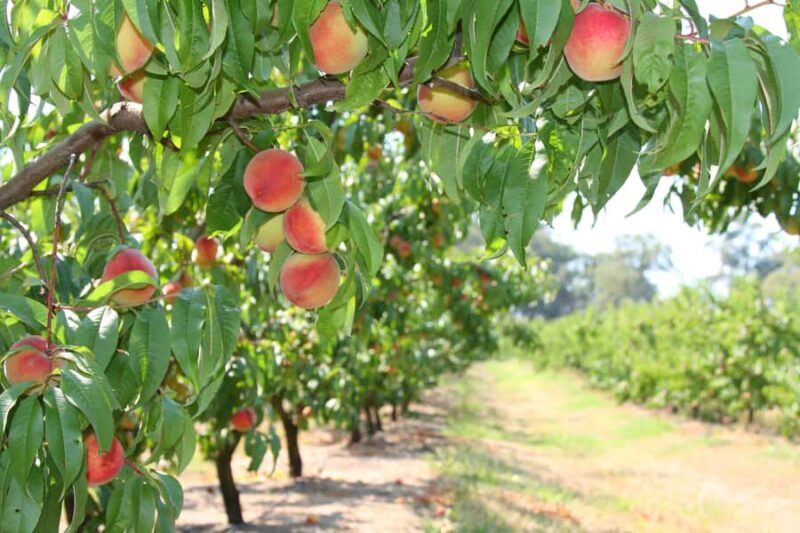 Fruit Picking & Nature Tour Yarra Valley & Warburton - An In-Depth Look at the Yarra Valley & Warburton Tour