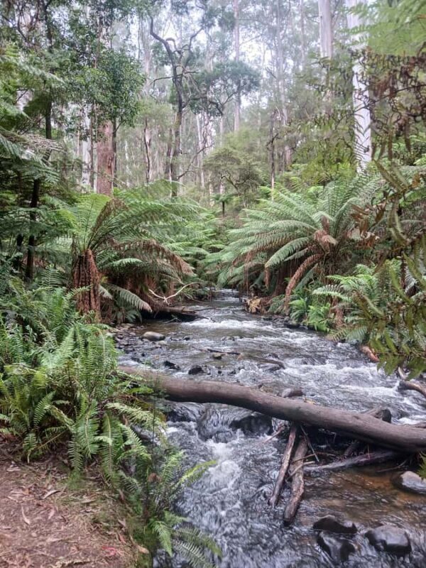Fruit Picking & Nature Tour Yarra Valley & Warburton - FAQs