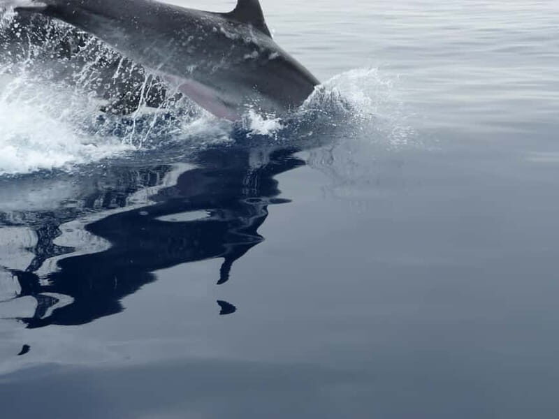 Fuengirola : 2 hours LUXURY Yacht Dolphin Trip DRINKS SNACKS - A Luxurious Dolphin-Watching Adventure in Fuengirola: An Honest Review