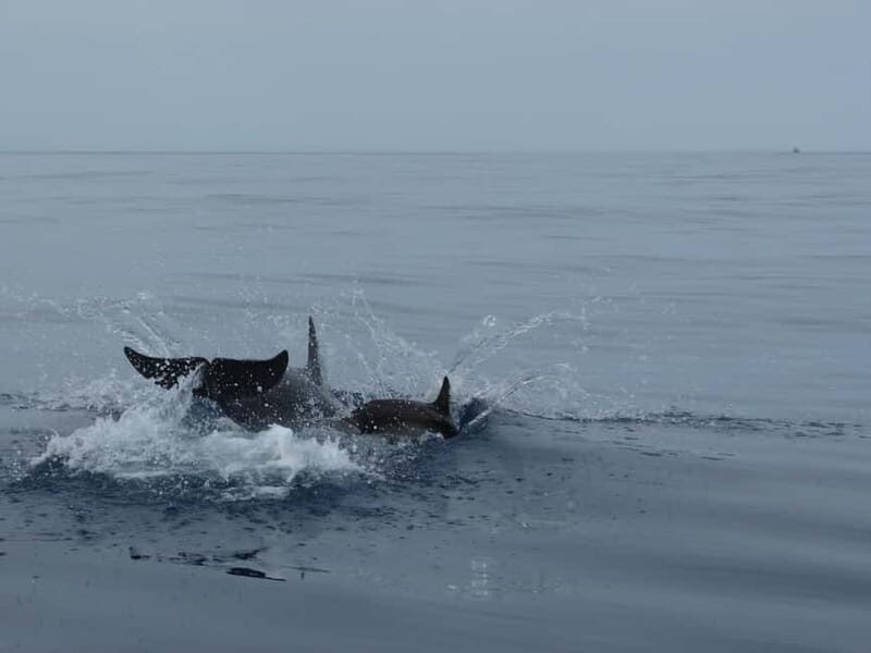 Fuengirola : 2 hours LUXURY Yacht Dolphin Trip DRINKS SNACKS - What to Bring and What to Know