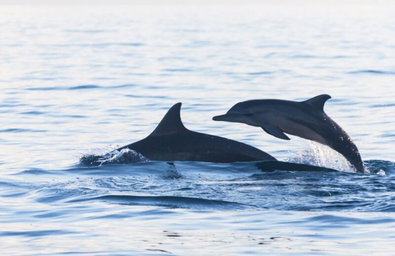 Fuengirola : 2 hours LUXURY Yacht Dolphin Trip DRINKS SNACKS - Who Will Love This Tour?