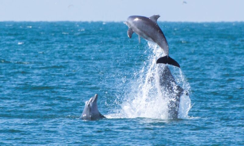 Fuengirola : 2 hours LUXURY Yacht Dolphin Trip DRINKS SNACKS - The Sum Up