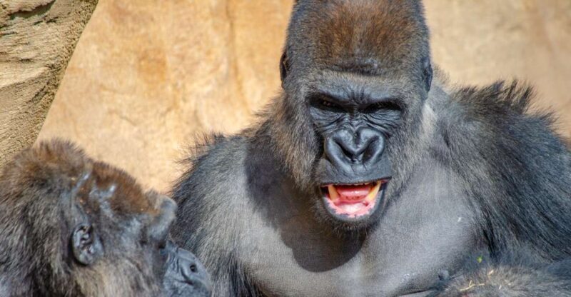 Fuengirola: Bioparc Entrance Ticket - Key Points