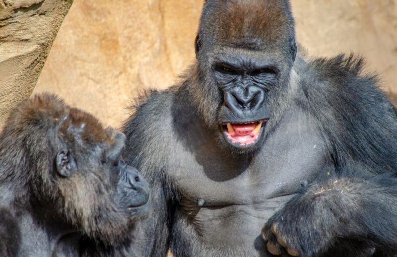 Fuengirola: Bioparc Entrance Ticket - Practical Tips for Your Visit