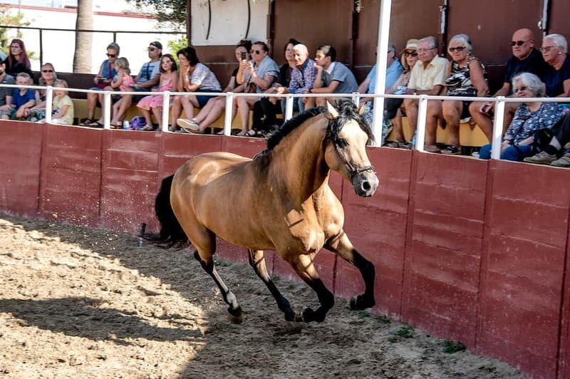 Fuengirola: Spanish Horse Show with Optional Dinner/Flamenco - Key Points