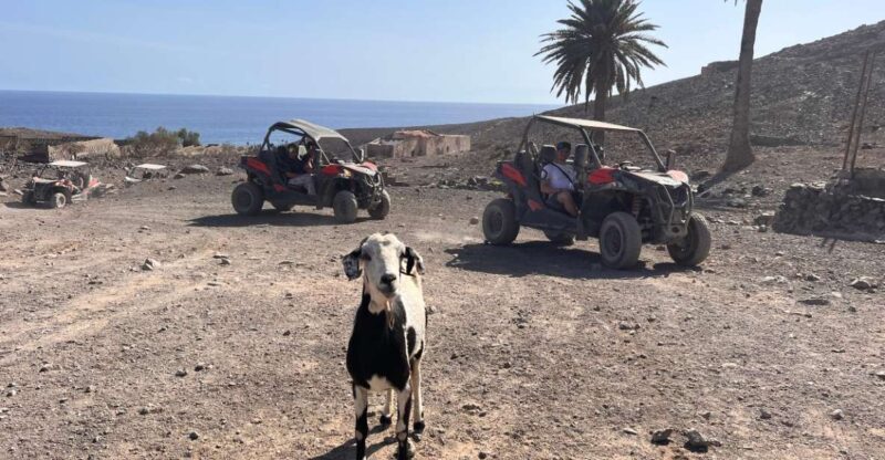 Fuerteventura : 2 hours Buggy Tour in Punta de Jandía - The Pros and Cons at a Glance
