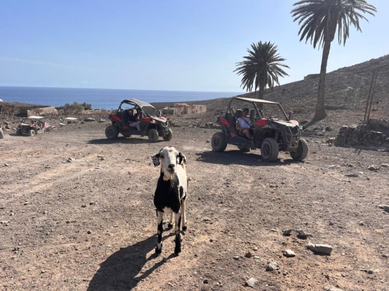 Fuerteventura : 2 hours Buggy Tour in Punta de Jandía - Final Thoughts