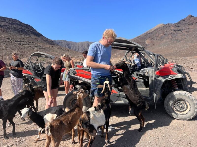Fuerteventura : 2 hours Buggy Tour in Punta de Jandía - FAQs