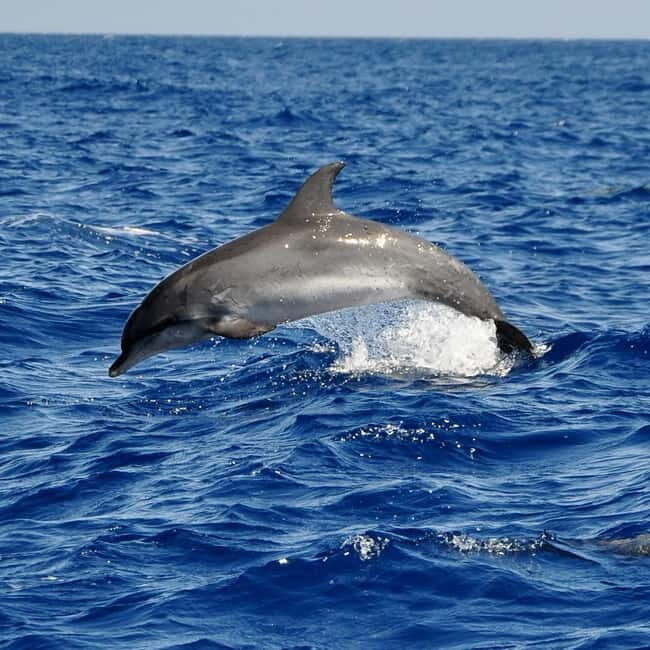 Fuerteventura: Catamarán navegación a vela y delfines. - Key Points