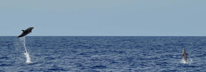 Fuerteventura: Catamarán navegación a vela y delfines. - What the Reviews Say