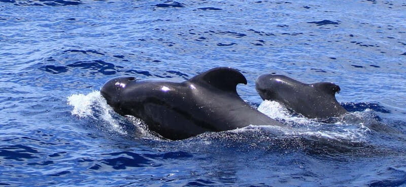 Fuerteventura: Dolphin watching and Lobo Island Combo Cruise - Key Points