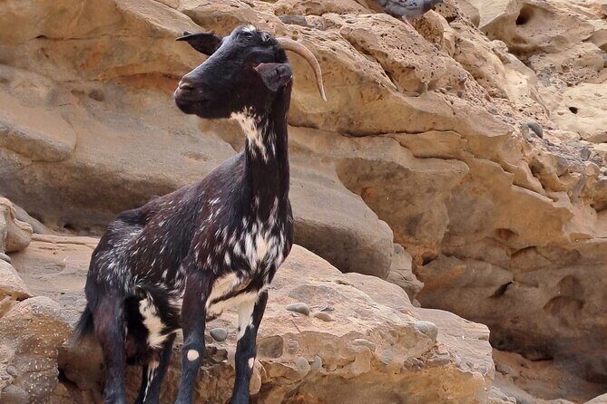 Fuerteventura: GRAND Highlights & Historic TOUR max 8 people - Final Thoughts